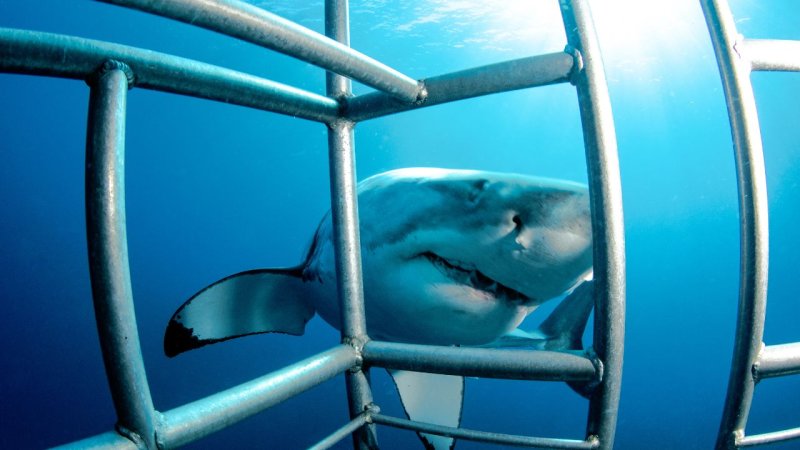 shark near cage