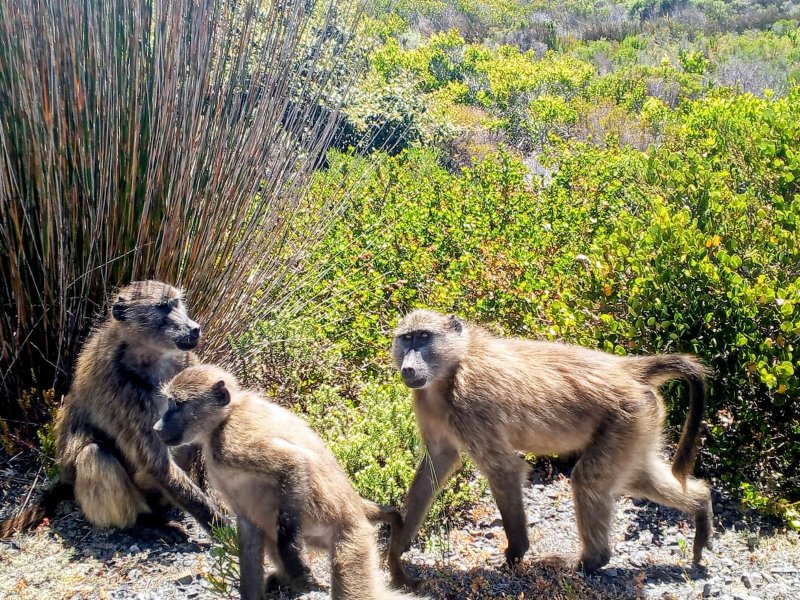 Baboons on the Table mountain nature reserve