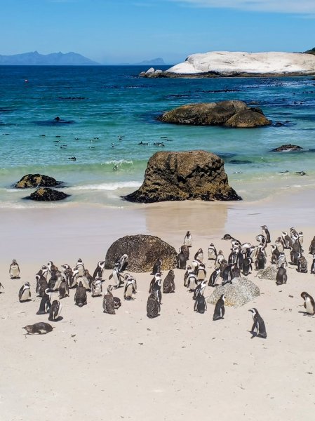Colony of African Penguins at Boulders beach