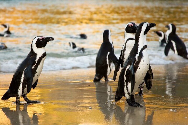 African Penguins